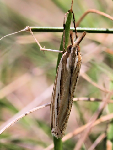 Hednota relatalis Moth (Hednota relatalis)